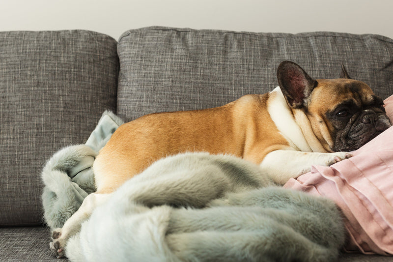 Pets Essentials