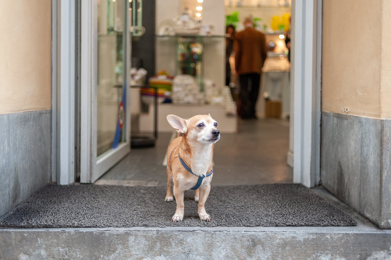 Pets Accessories